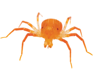 Anystis baccarum