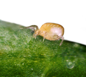 Neoseiulus californicus