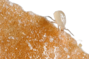 Neoseiulus cucumeris 