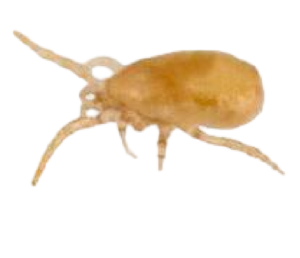 Amblyseius swirskii