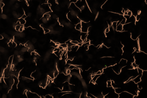 BioSc