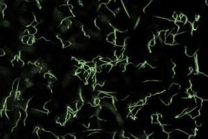 BioSf