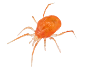Phytoseiulus persimilis