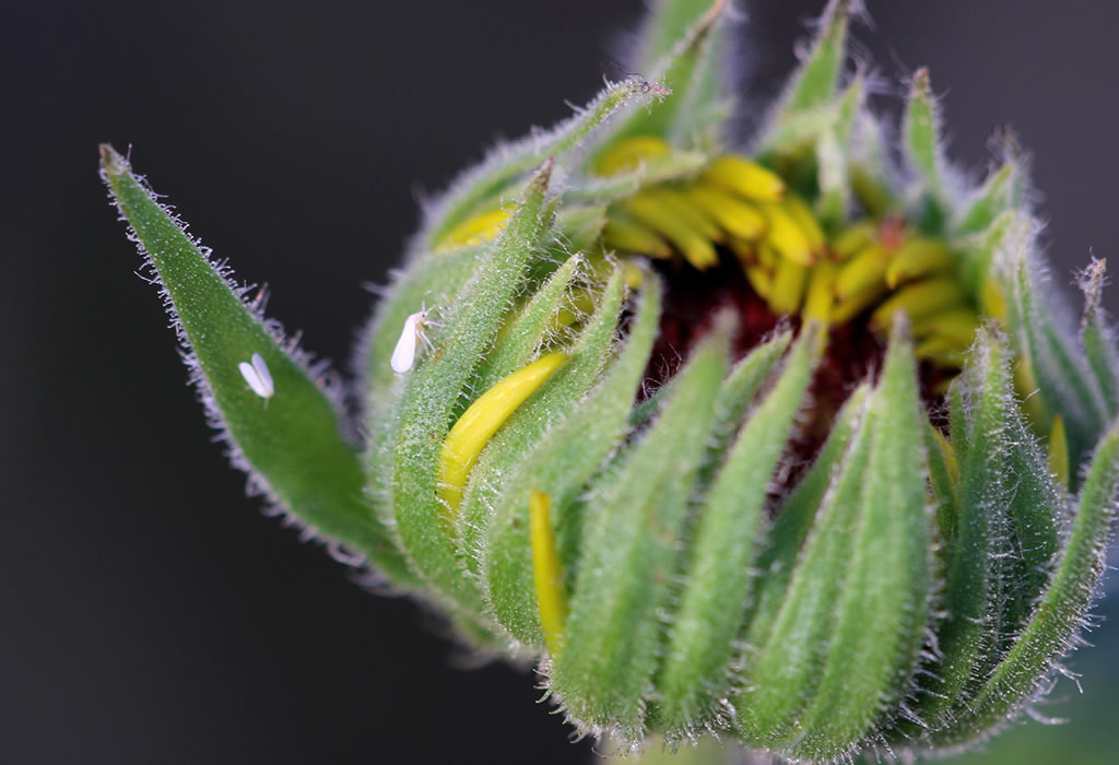 Visible whiteflies