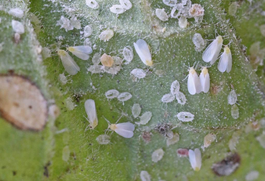Different life cycle stage of whiteflies
