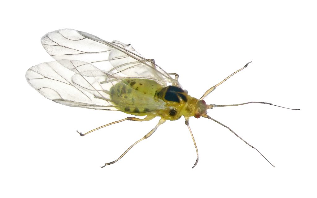 Cannabis Aphid