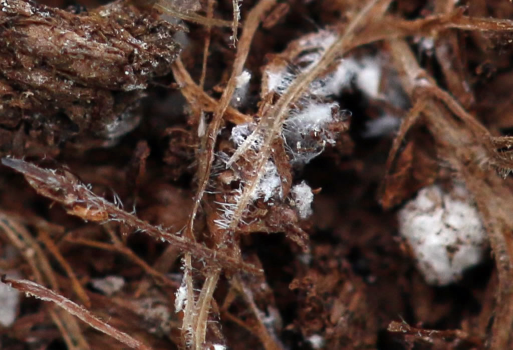 Root Mealybugs