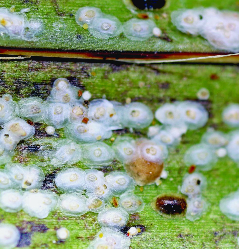 Scale Insects
