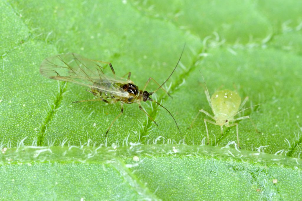 Peach Aphids