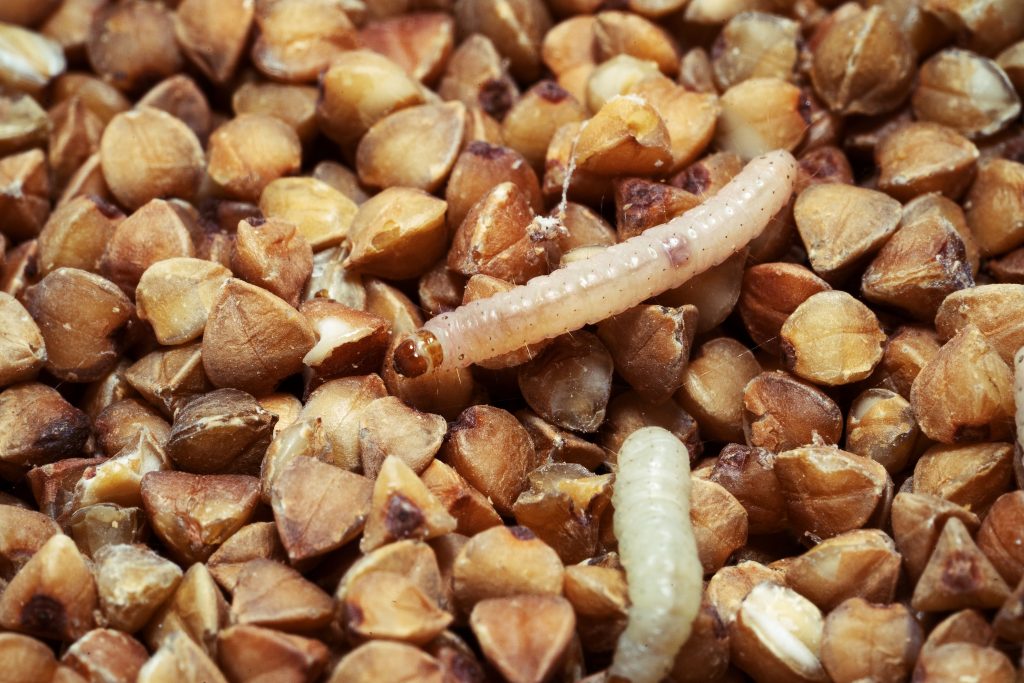 Chenilles de la pyrale de la farine