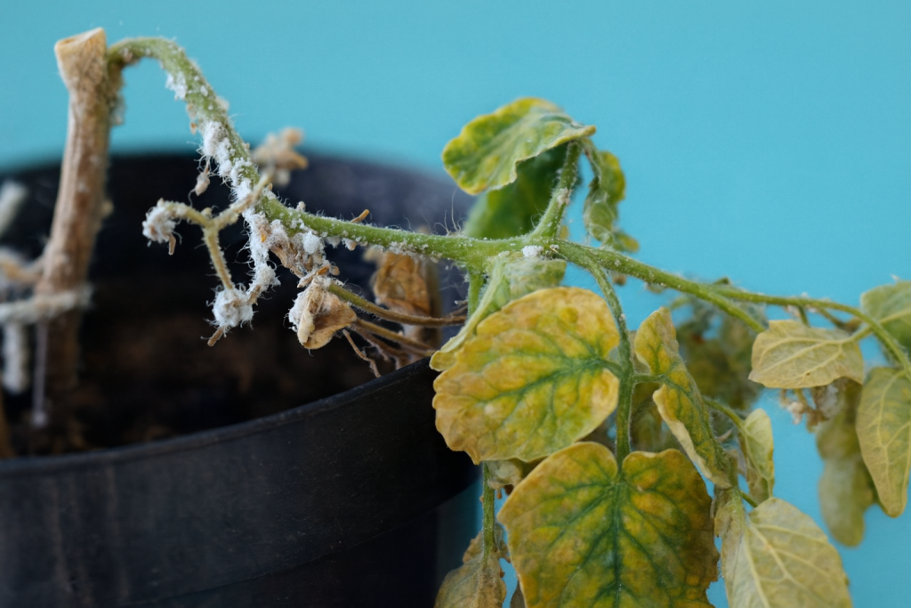 Yellowing leaves