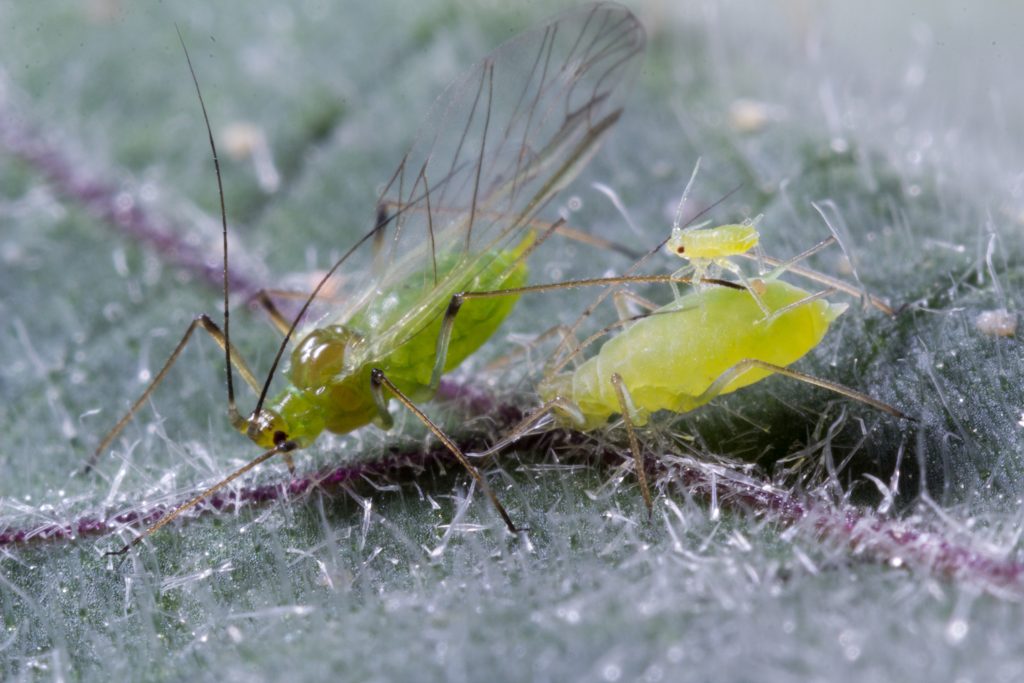 Potato Aphids
