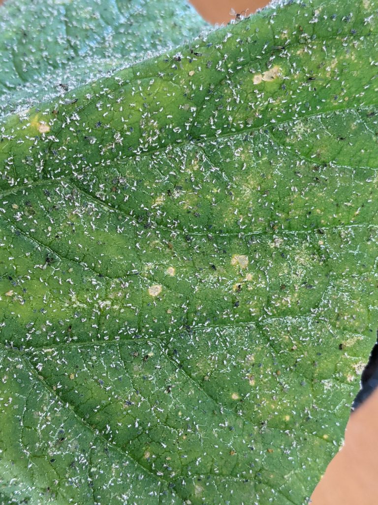 Dammage caused by Aphids