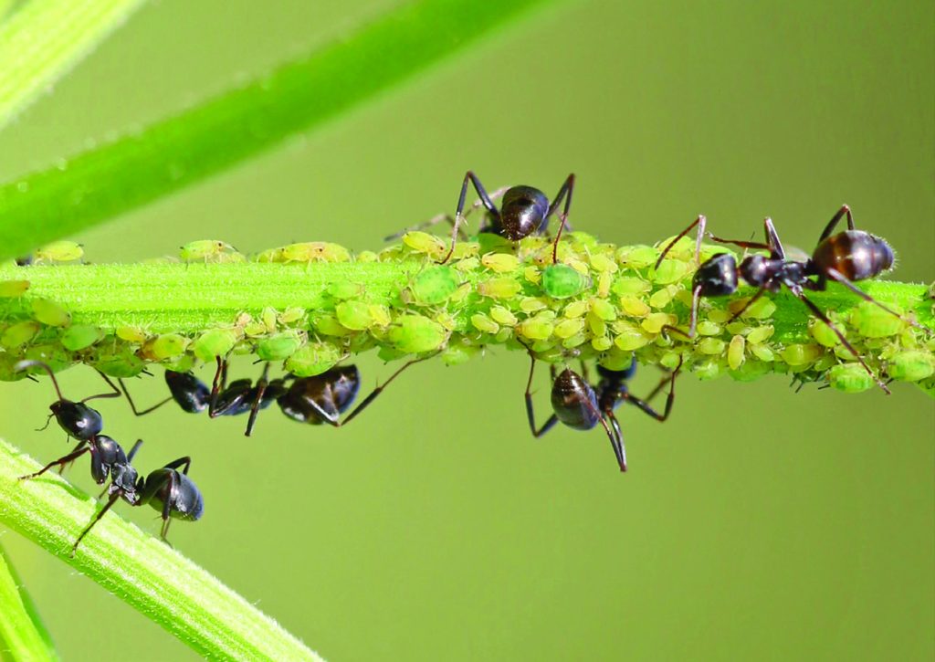 Ants with Aphids
