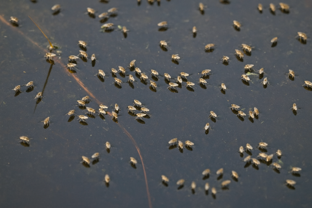 Visible dark flies on water
