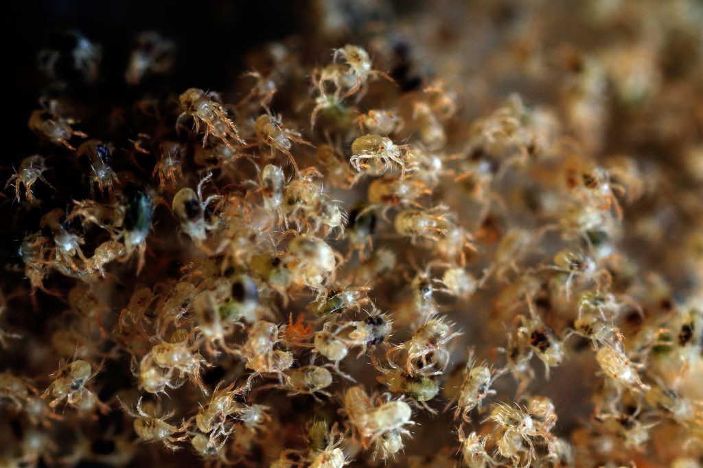 Infestation de tétranyques