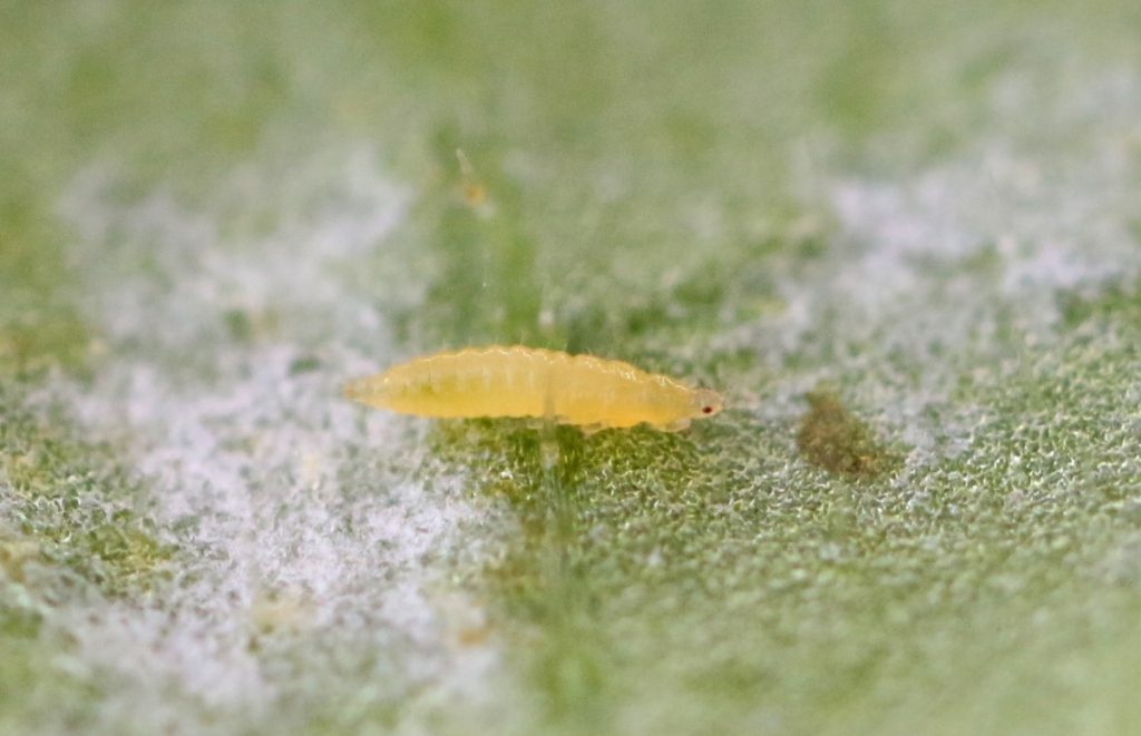 Thrips Larva
