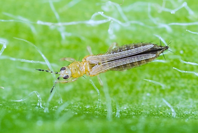 Adult Thrips
