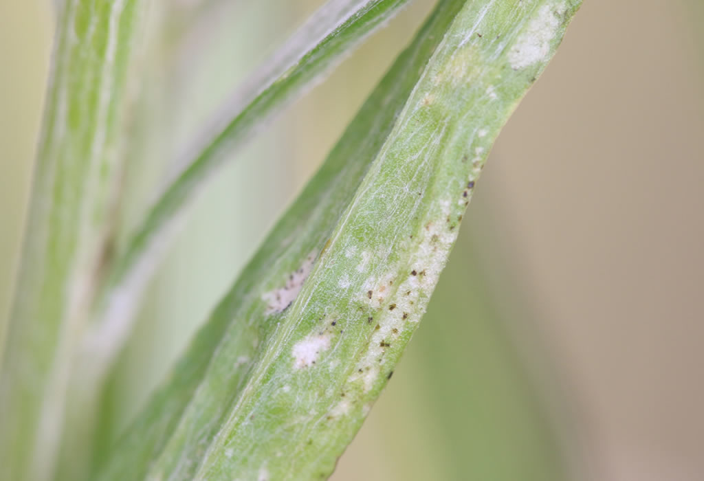 Silvering leaves