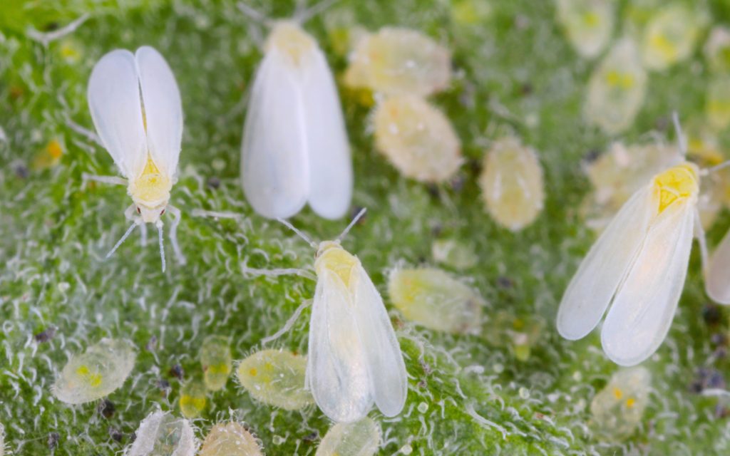 Aleurodes