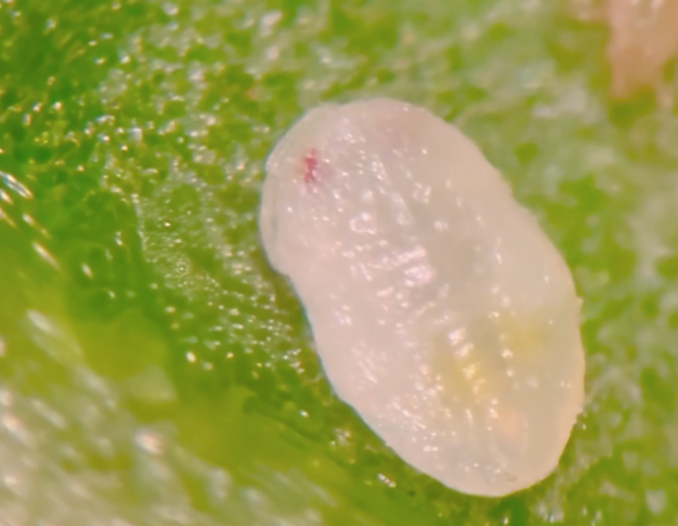 Whitefly nymph